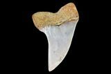 Mako Shark Tooth Fossil - Sharktooth Hill, CA #94655-1